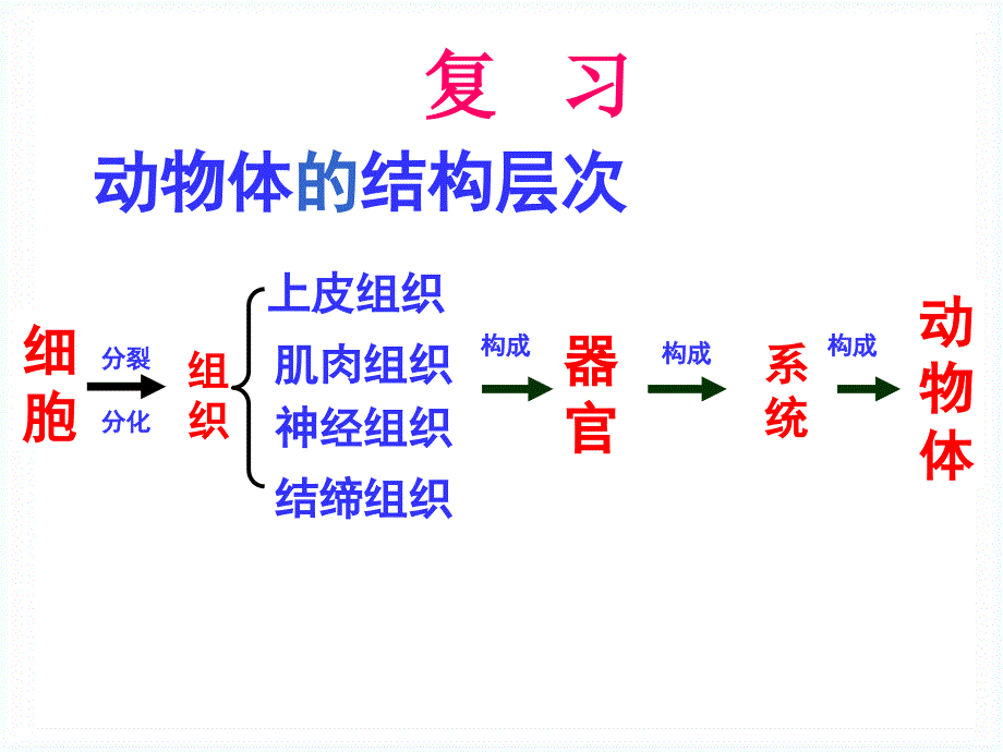 植物体的结构层次课件_第3页