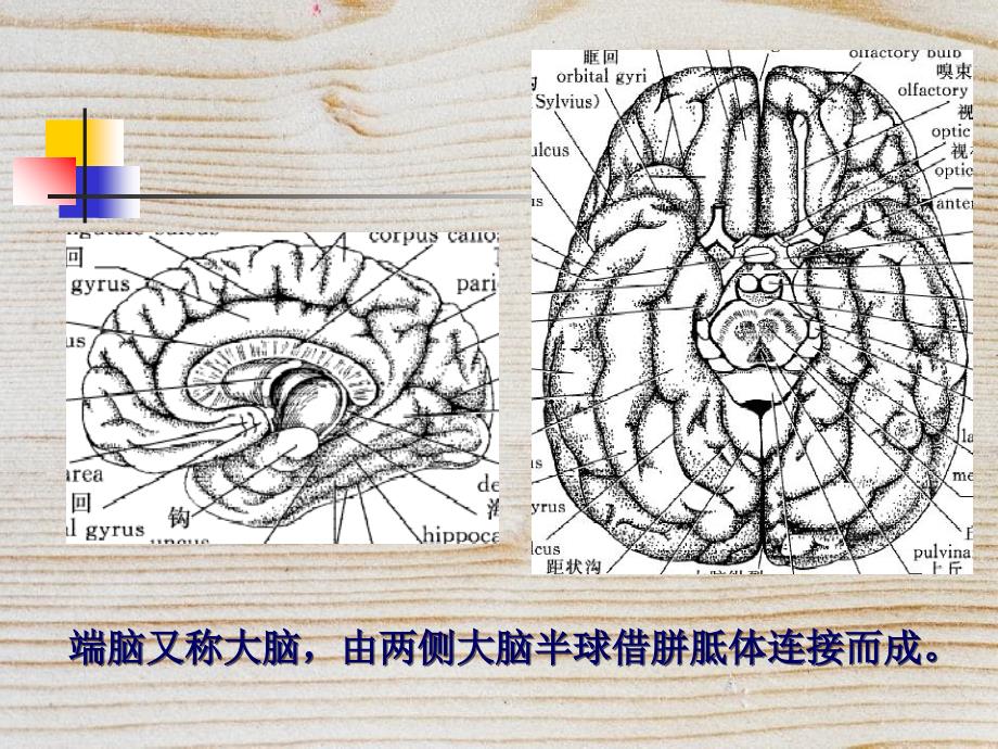 中枢神经系统五课件_第2页