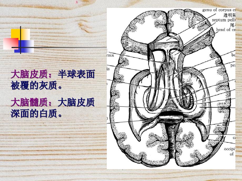 中枢神经系统五课件_第3页