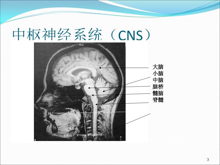 大脑血管解剖ppt课件_第3页