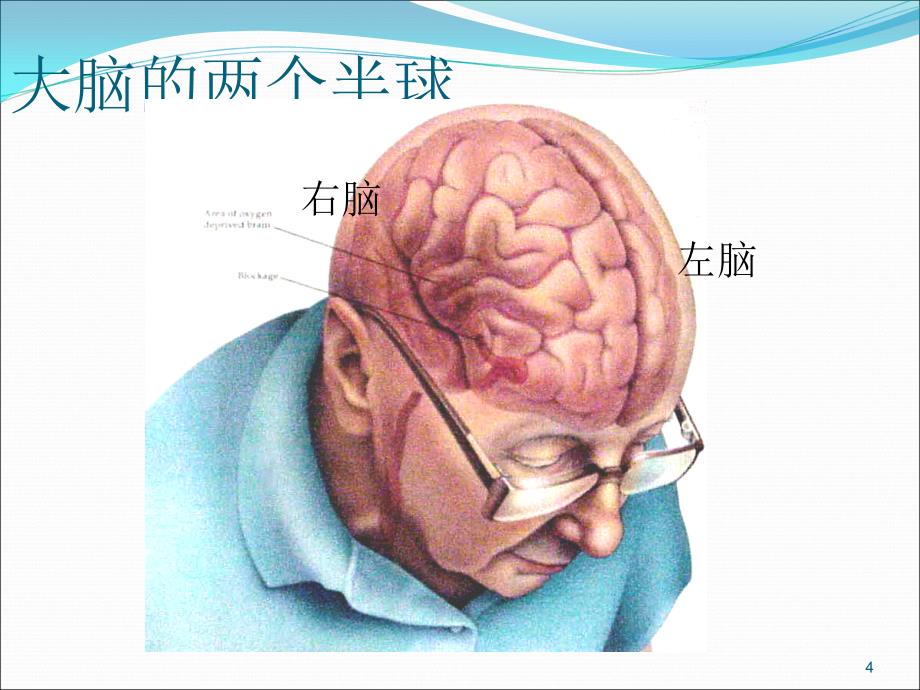 大脑血管解剖ppt课件_第4页