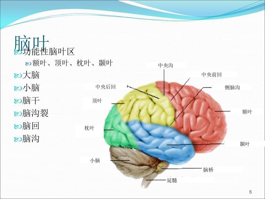 大脑血管解剖ppt课件_第5页