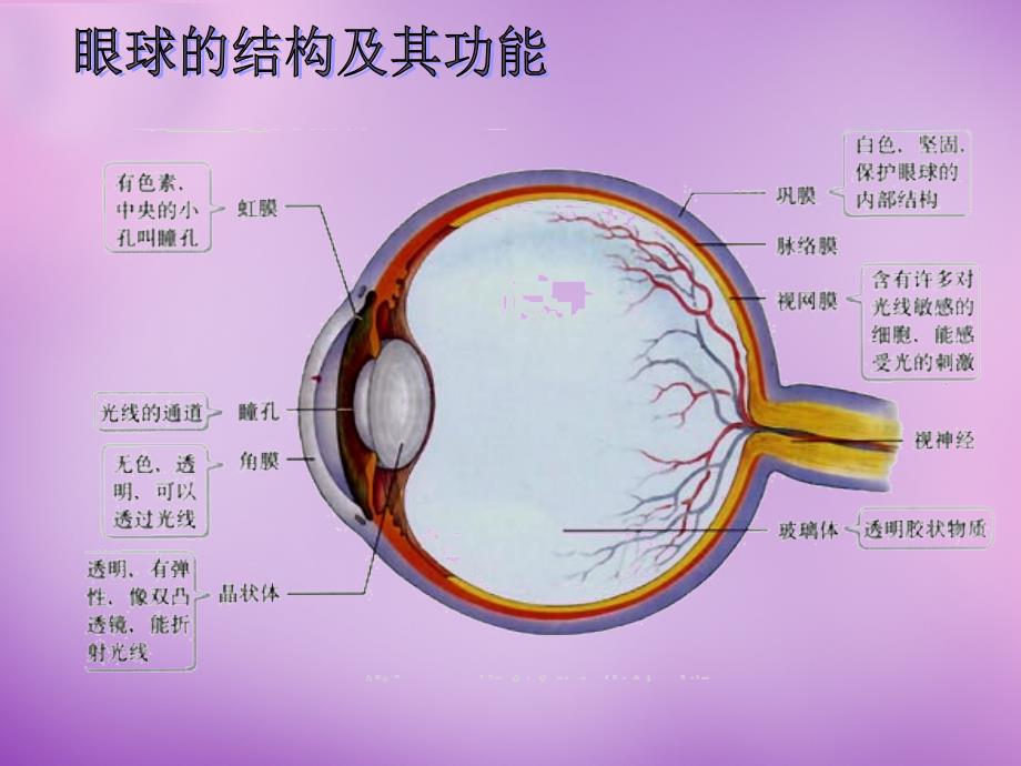 辽宁省灯塔市第二初级中学七年级生物下册 12.3 人体感知信息课件 新版苏教版_第4页