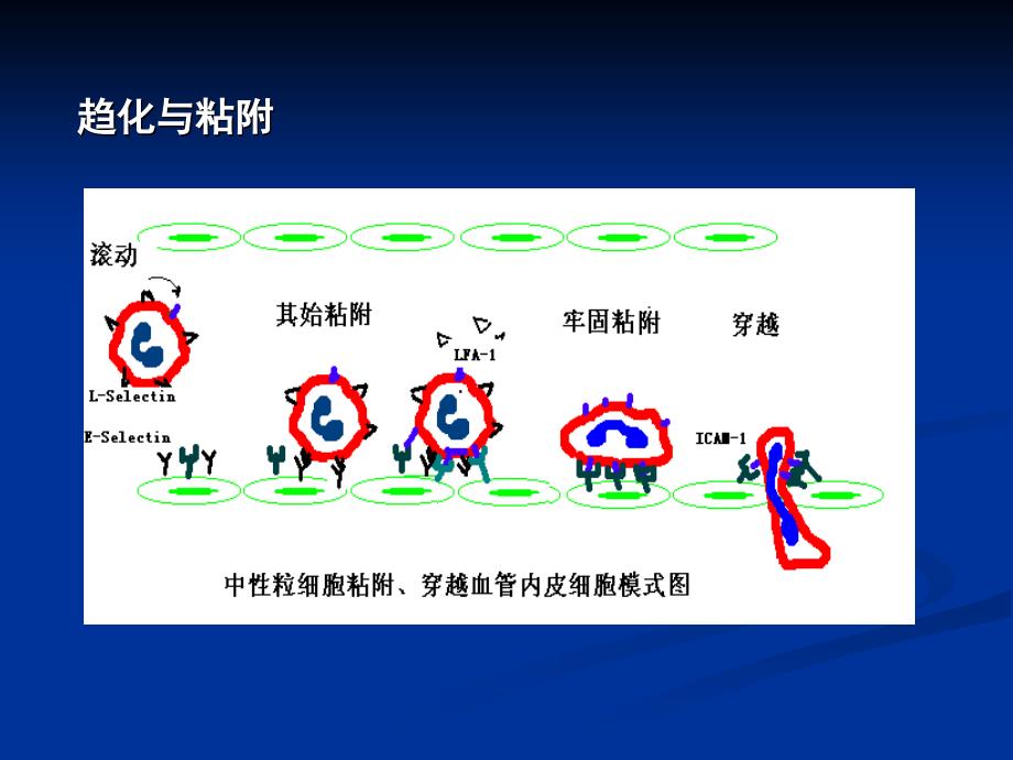 疫学12-细胞粘附分子_第2页