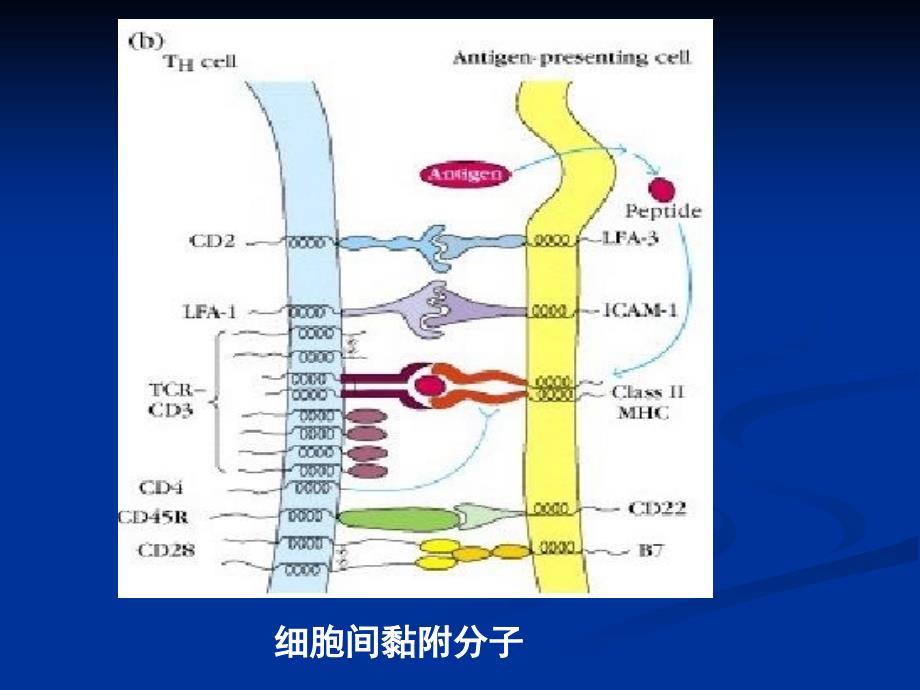 疫学12-细胞粘附分子_第3页