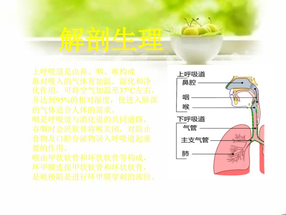 急性上呼吸道感染PPT.ppt_第4页