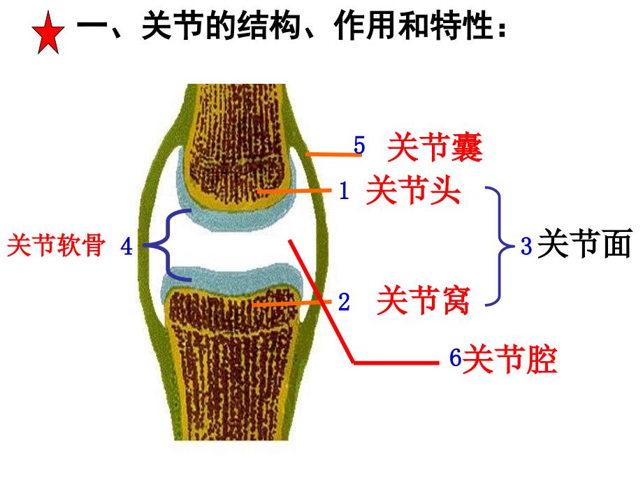 八上生物中考重点复习课件_第3页