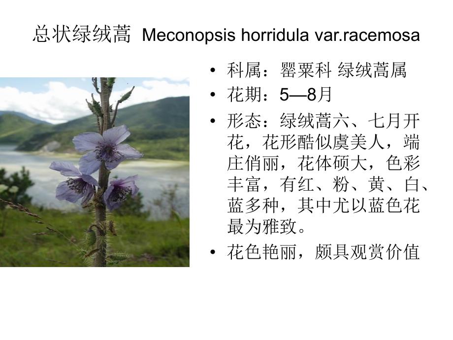 常见三百种植物大全ppt课件_第2页