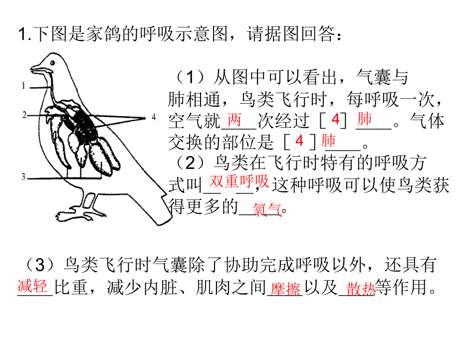 一二节病毒细菌_第4页