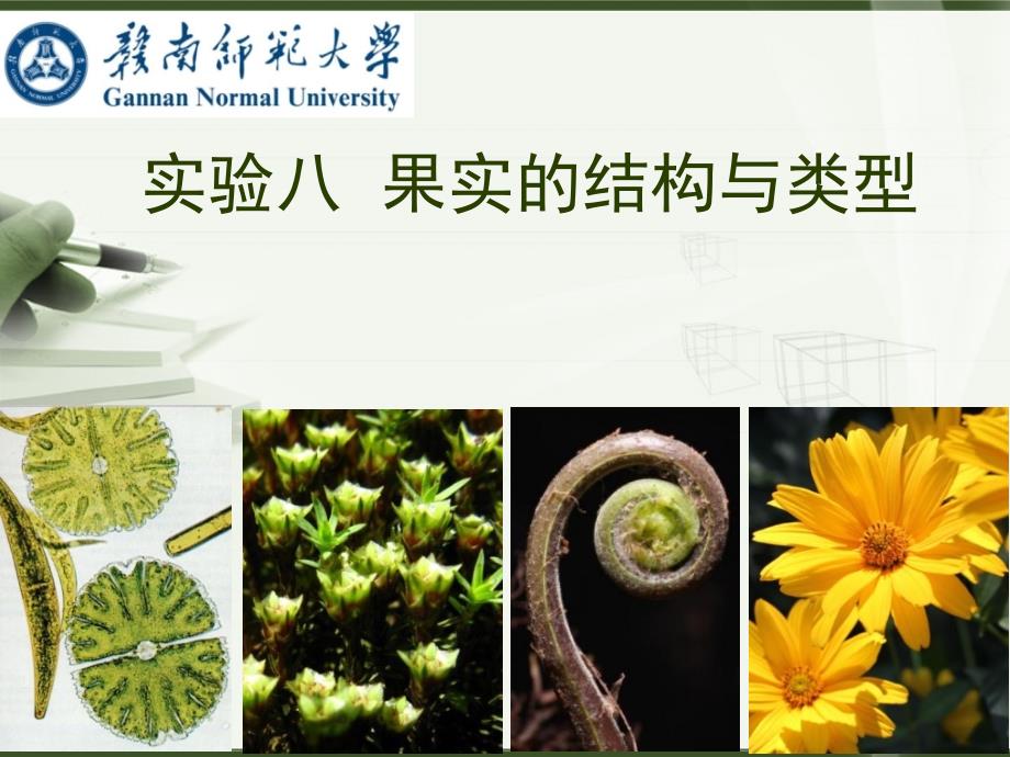 植物学（上）：实验八 果实的结构和类型_第1页