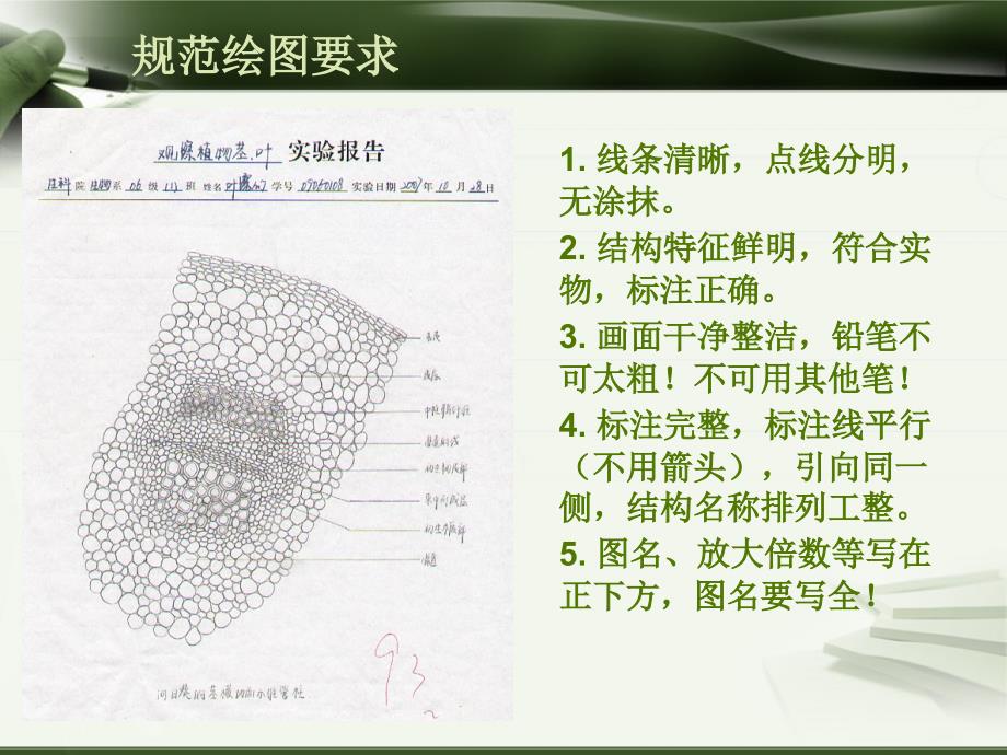 植物学（上）：实验八 果实的结构和类型_第2页