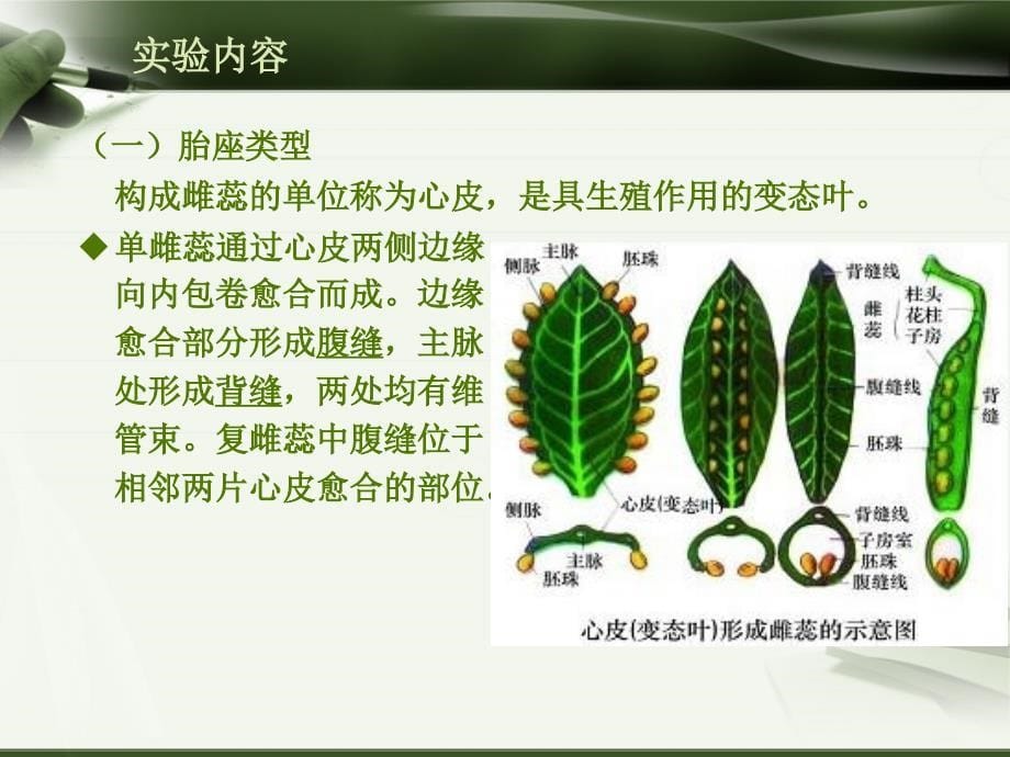 植物学（上）：实验八 果实的结构和类型_第5页