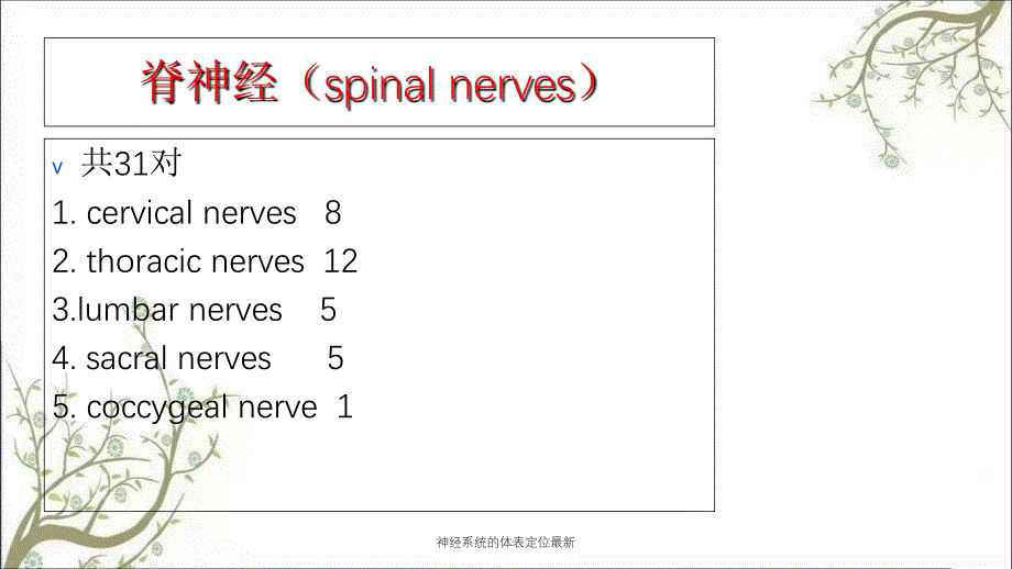 神经系统的体表定位最新课件_第4页