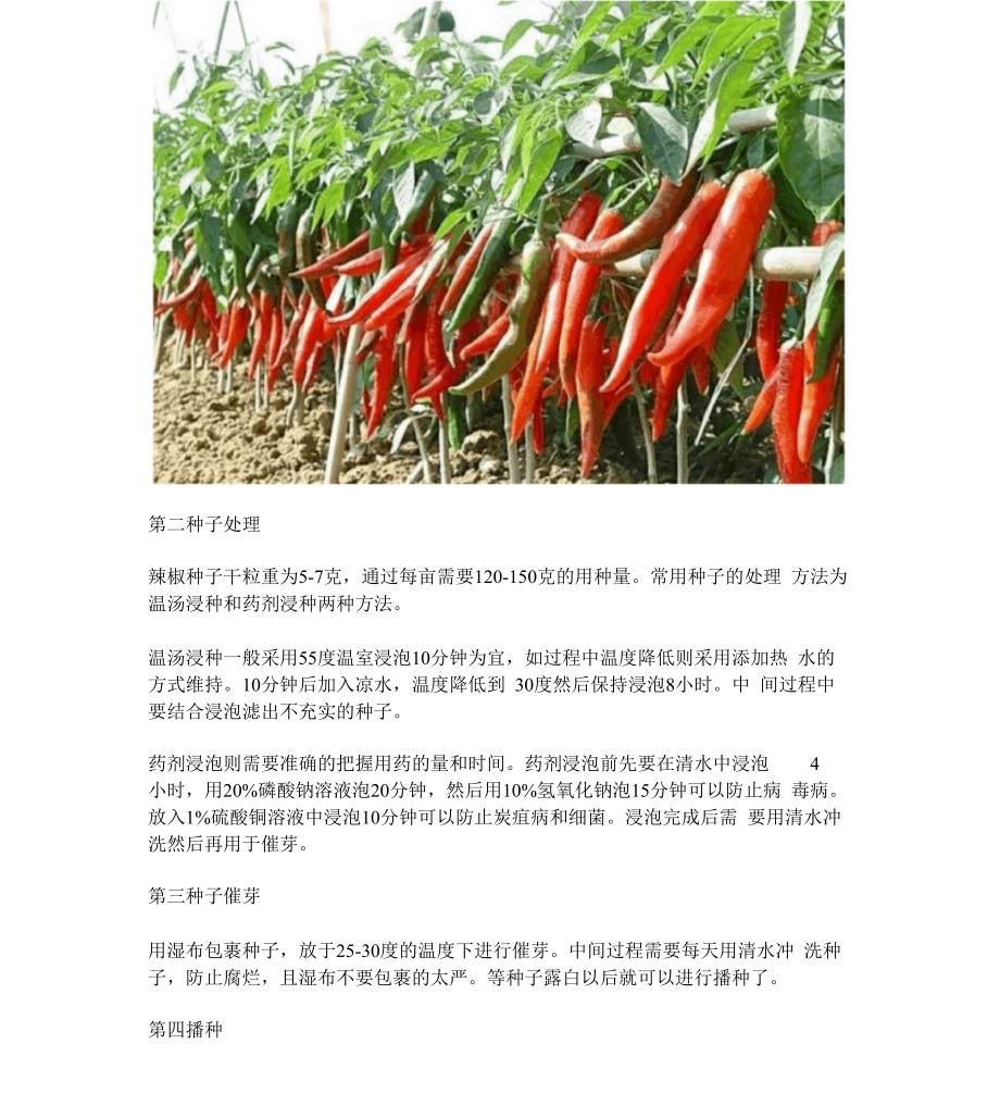 辣椒冬季大棚的种植管理技术_第2页