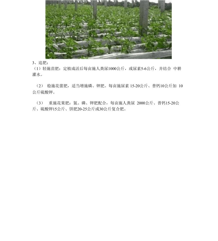 辣椒冬季大棚的种植管理技术_第4页