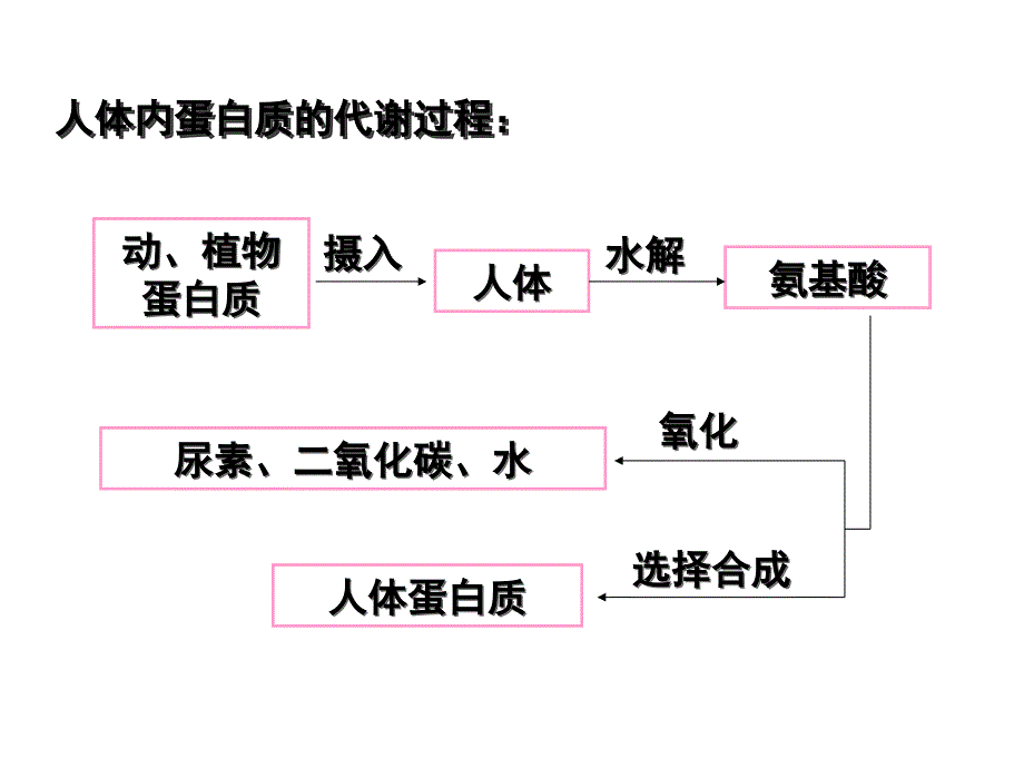 12.1人类重要的营养物质_第3页