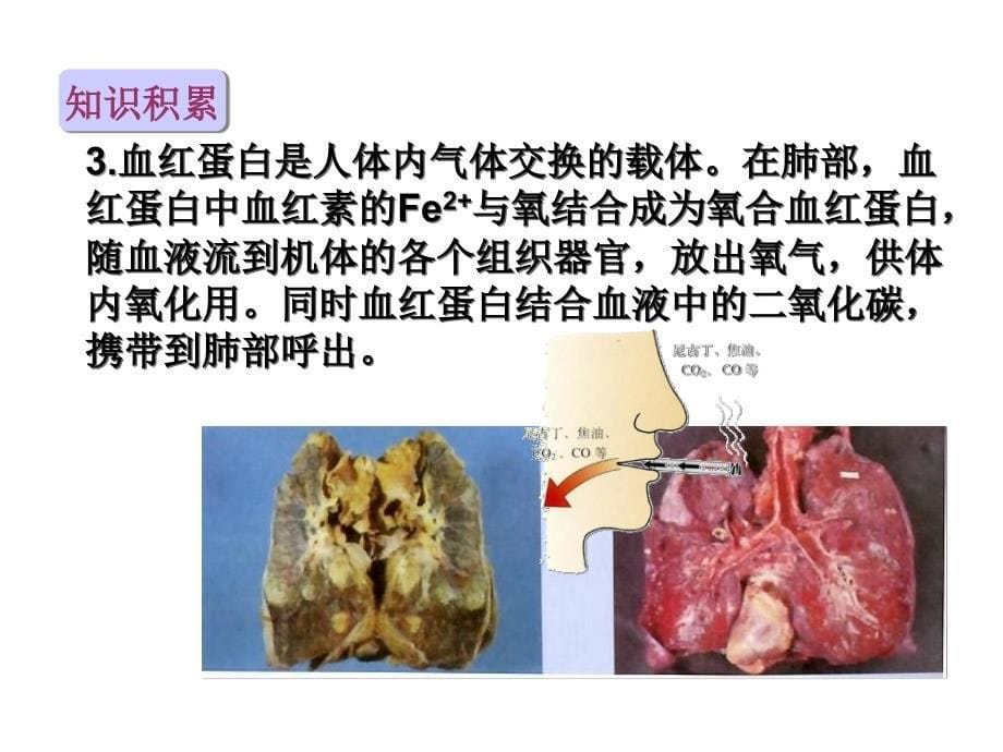 12.1人类重要的营养物质_第5页