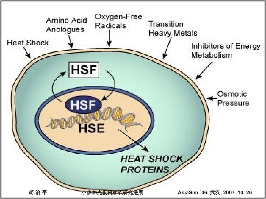 小热休克蛋白家族研究进展_第4页