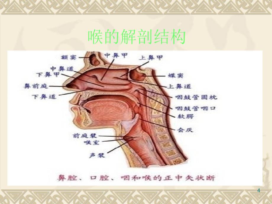 小儿急性喉炎讲课ppt课件_第4页