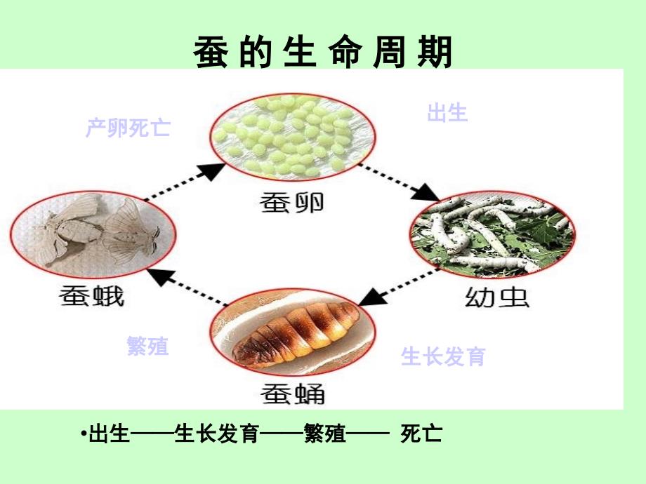 科学-三年级下册-《其他动物的生命周期》[1]_第4页