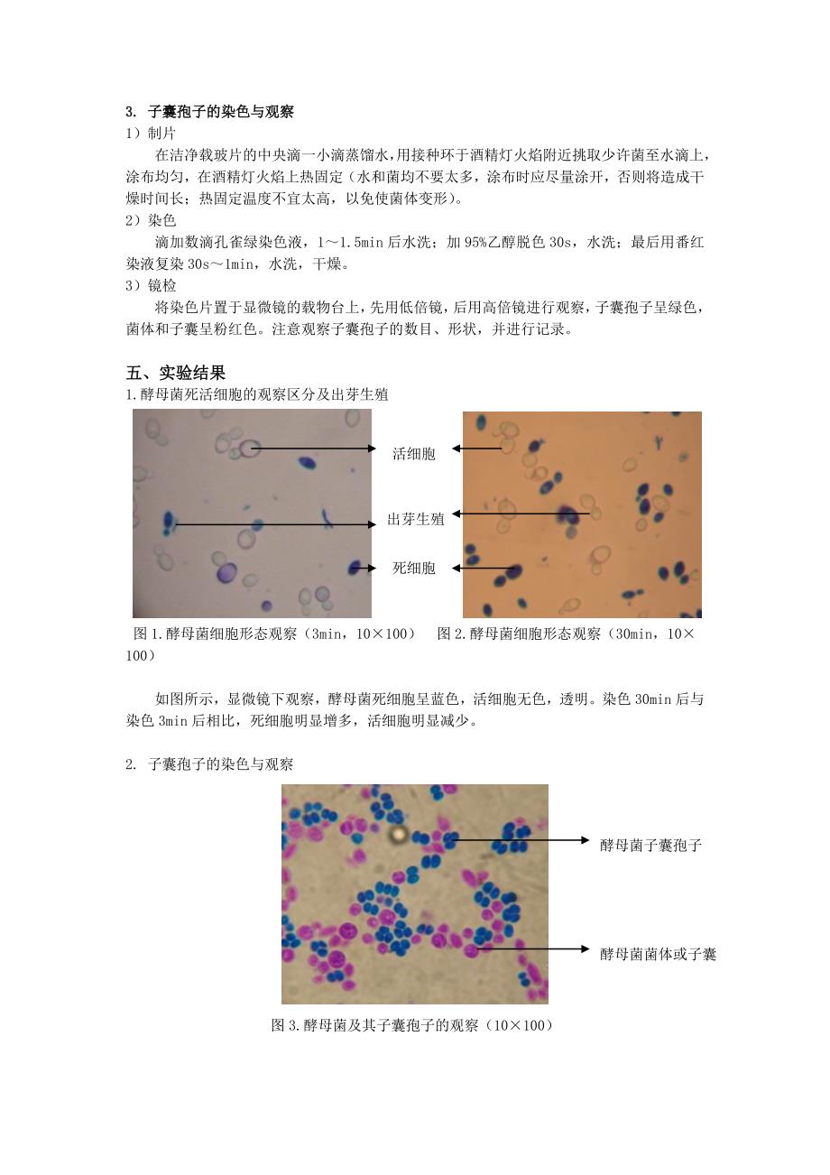 酵母菌形态观察及其子囊孢子的观察.doc_第2页