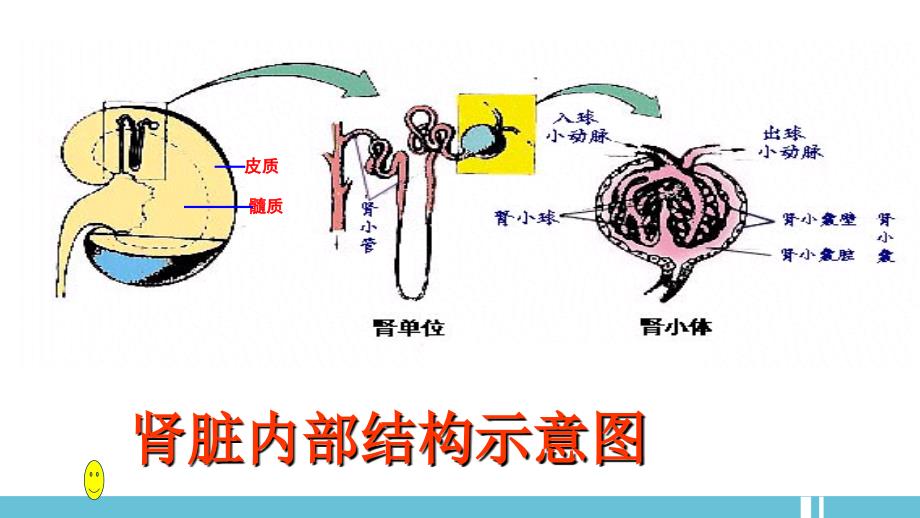 肾单位的结构_第2页