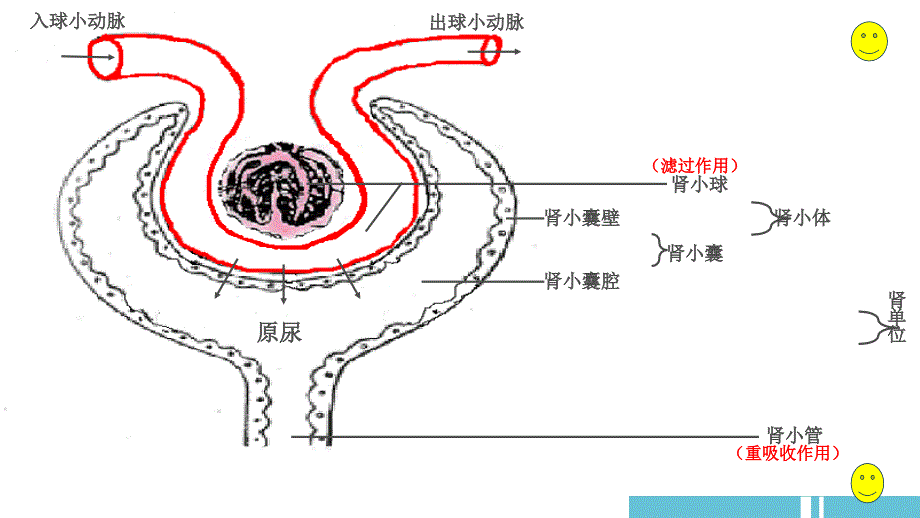 肾单位的结构_第4页