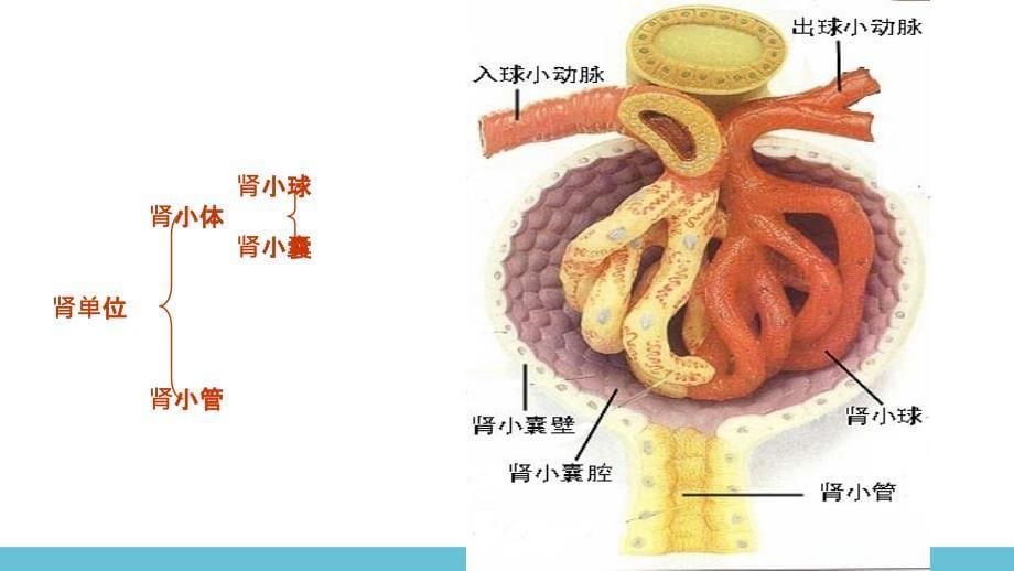 肾单位的结构_第5页