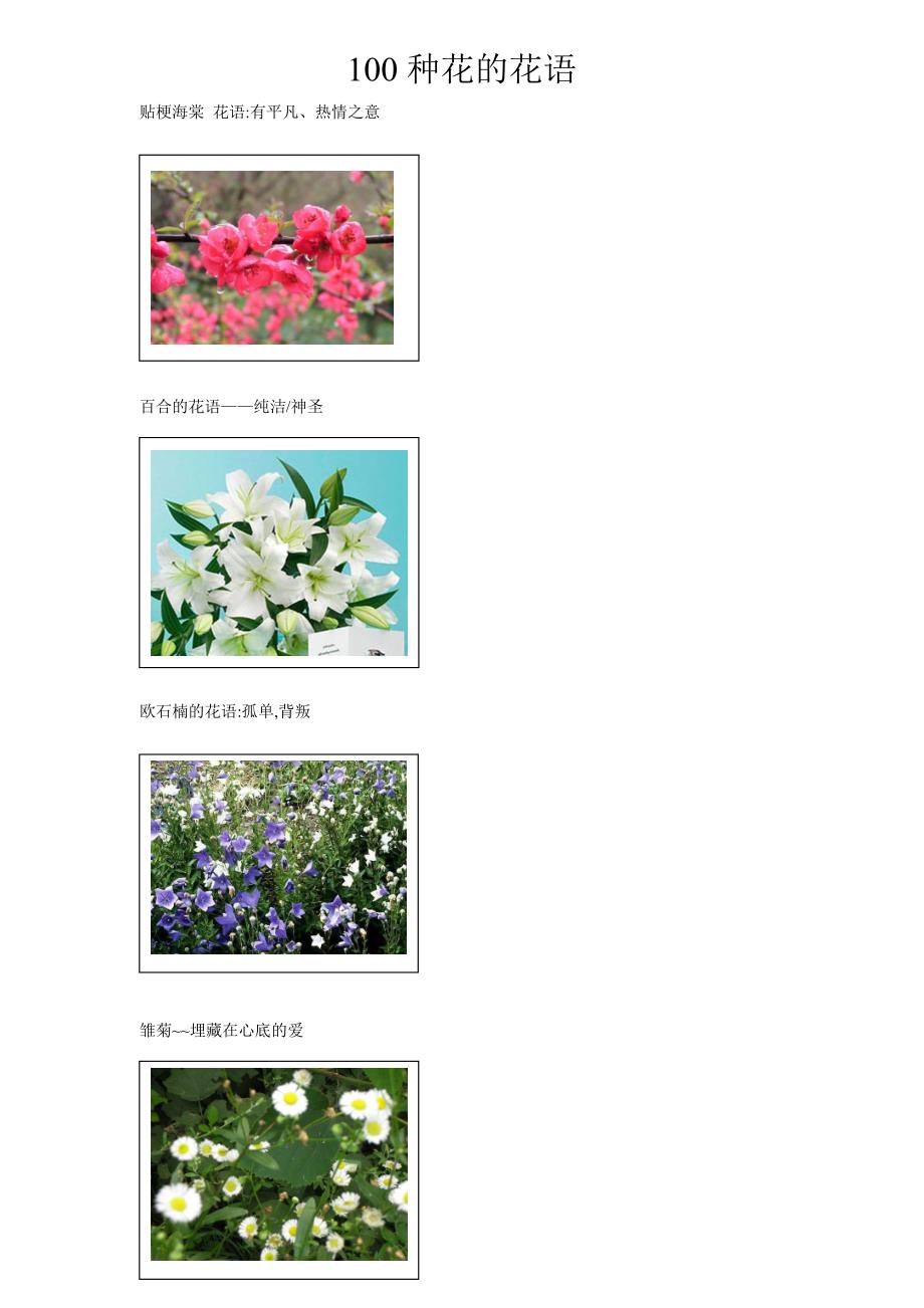100种花的花语和图片_第1页