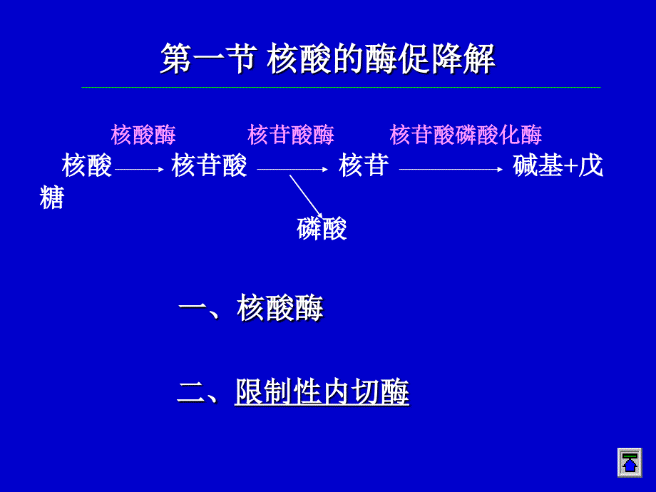 生化23核酸的酶促降解及核苷酸代谢_第2页