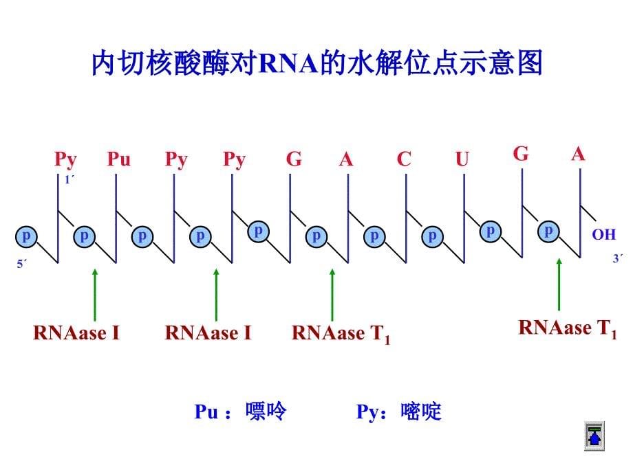 生化23核酸的酶促降解及核苷酸代谢_第5页