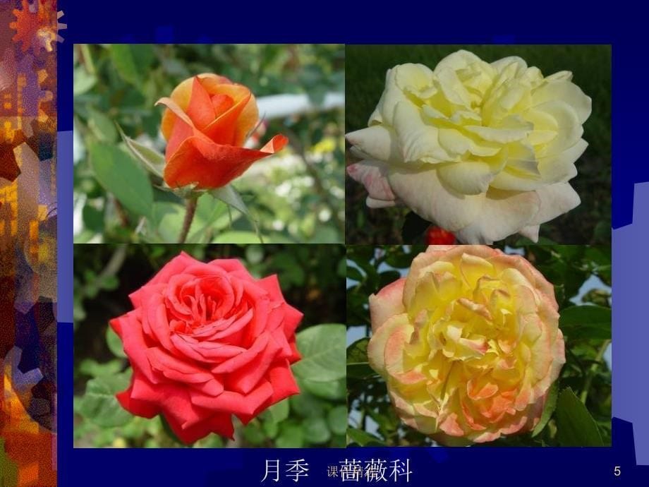 室内常见观花植物#学习材料_第5页