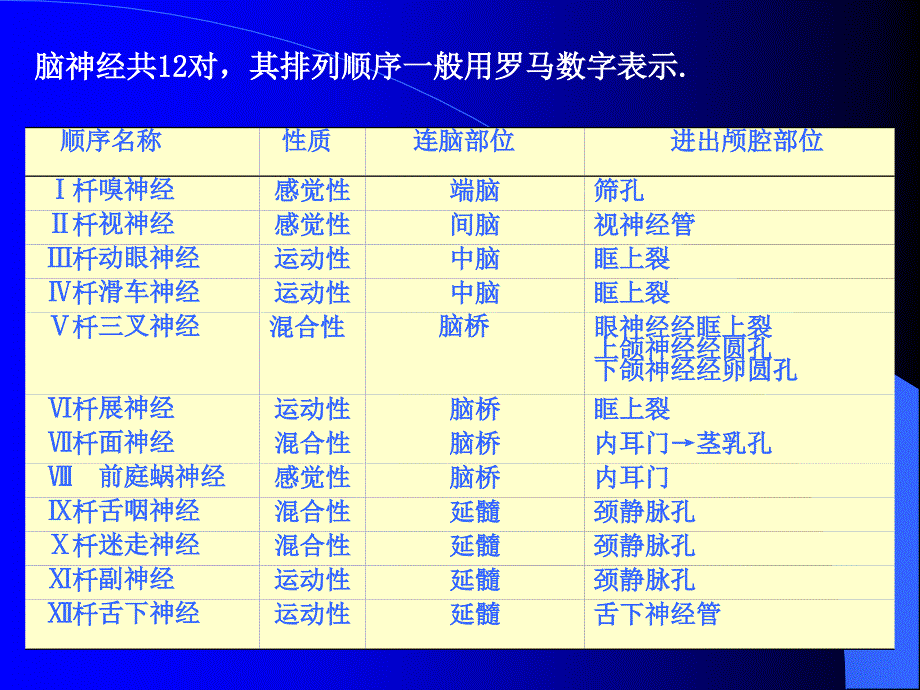 脑神经应用解剖PowerPoint 演示文稿_第2页