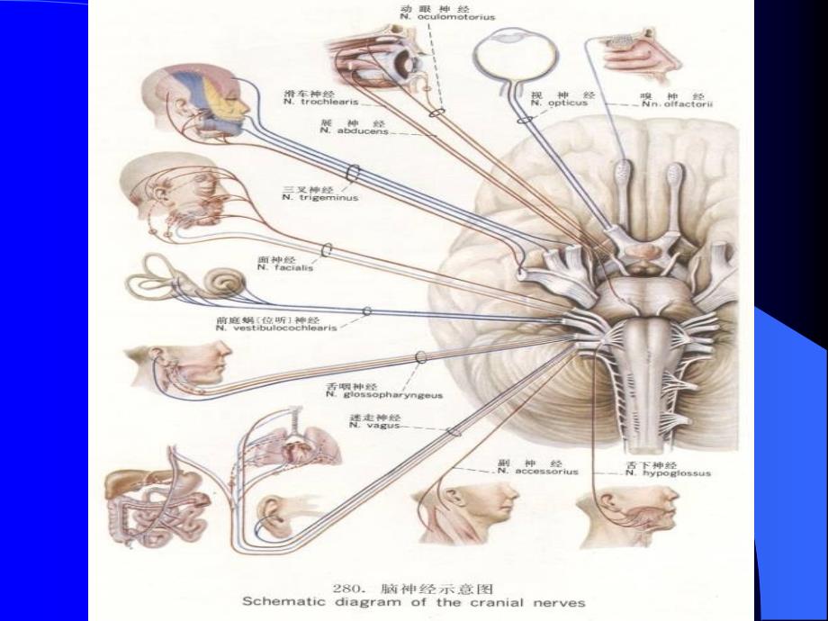 脑神经应用解剖PowerPoint 演示文稿_第3页