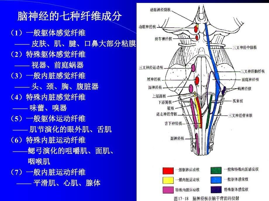 脑神经应用解剖PowerPoint 演示文稿_第5页