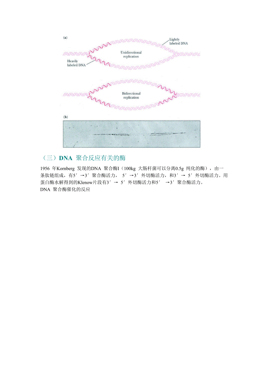 第34章DNA的复制和修复_第3页