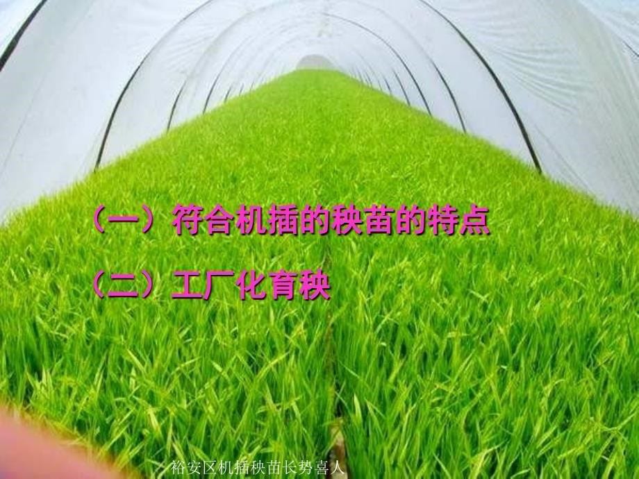 优选水稻机械化插秧技术讲课课件_第5页