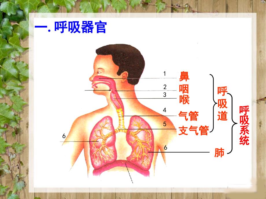 五年级上册科学课件4.2肺和呼吸苏教版共27张PPT_第2页