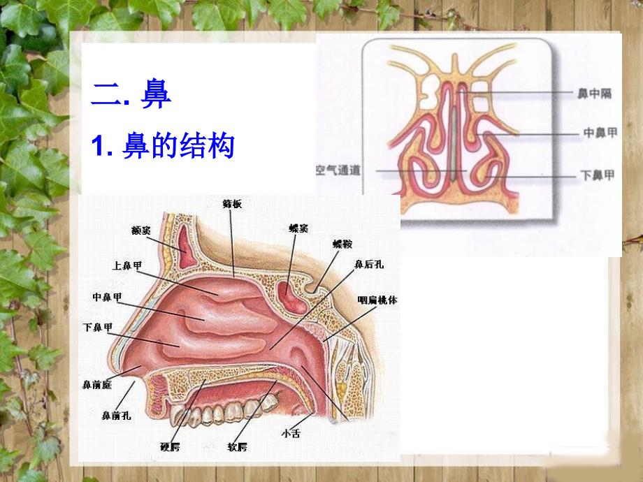 五年级上册科学课件4.2肺和呼吸苏教版共27张PPT_第4页