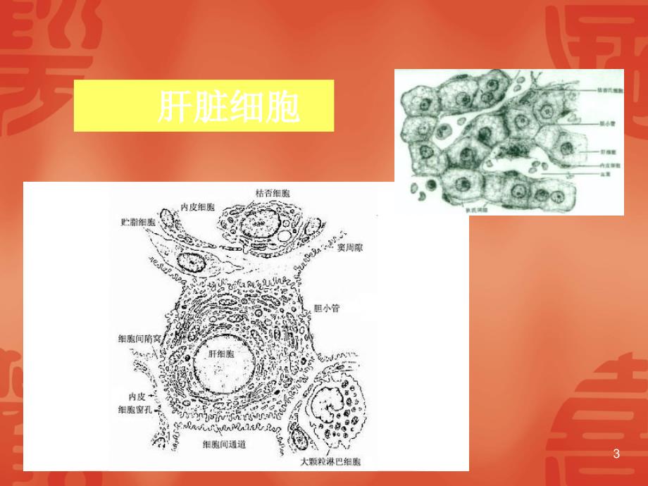 病理肝功能不全PPT课件_第3页