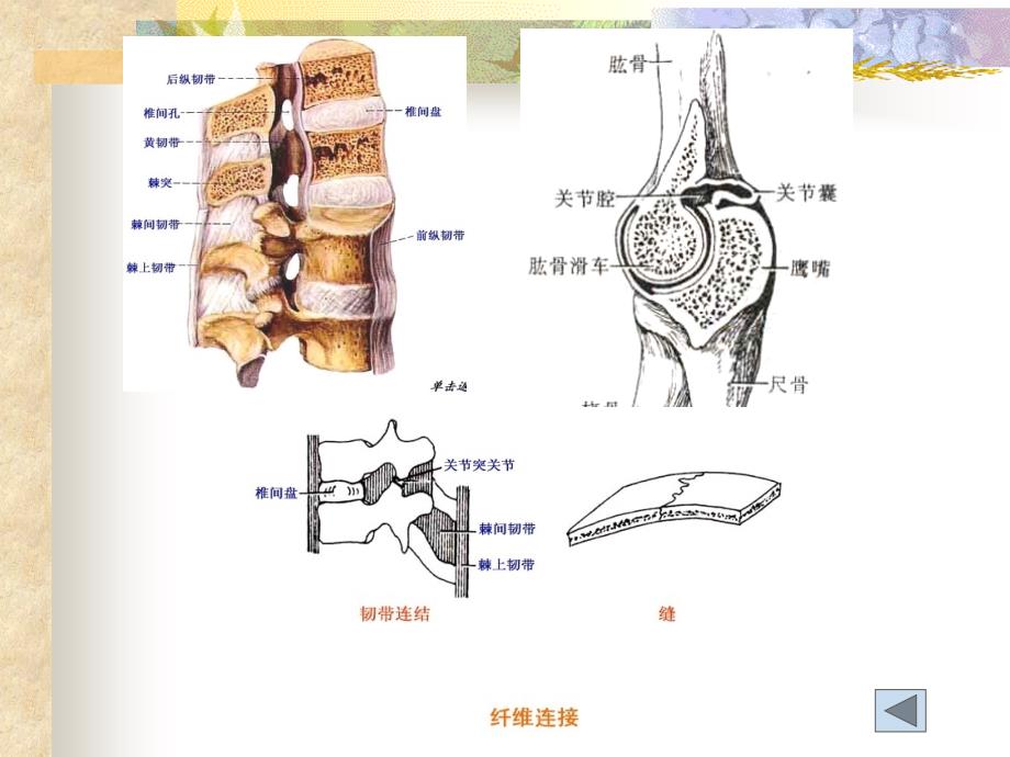 正常人体解剖学：4_关节学总论以及躯干骨连接_第4页