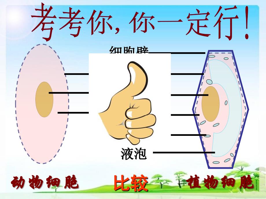 人教版七年级生物上2.1.4细胞的生活教学课件 (共35张PPT)_第2页