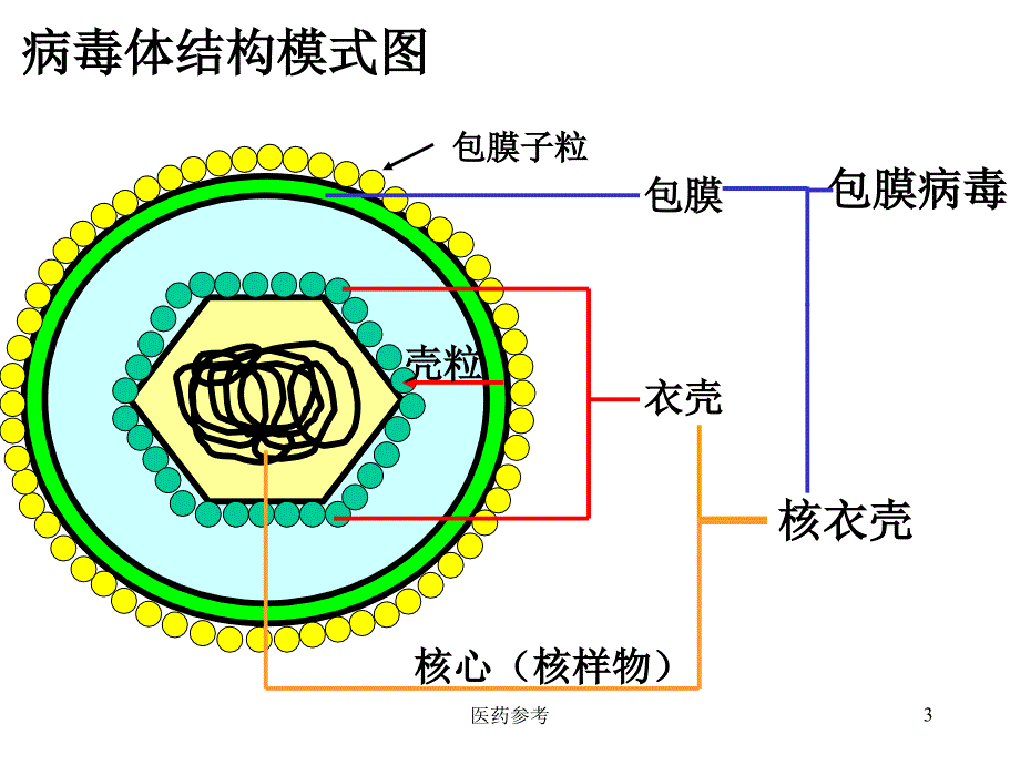 病毒复制（医药参考）_第3页