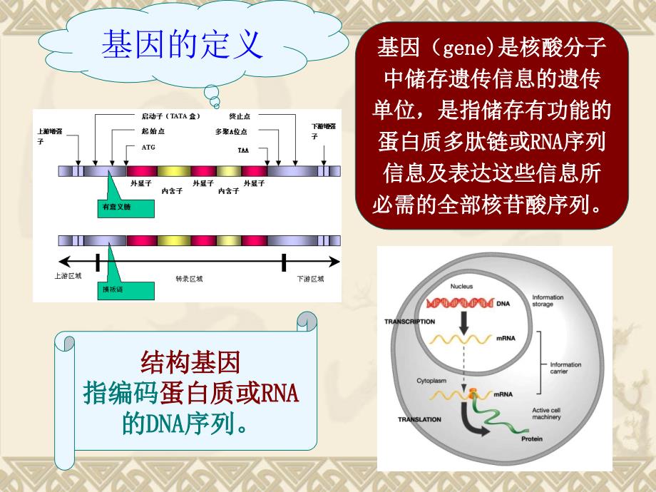 第二章染色体和基因1_第3页