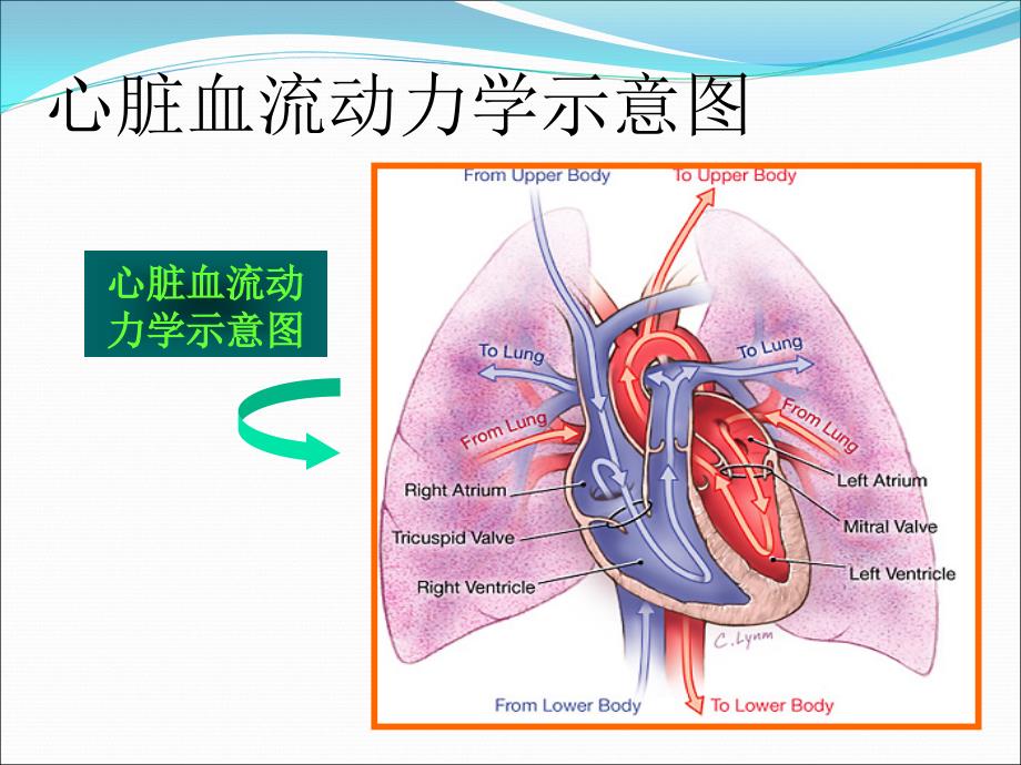 内科学-循环系统教学课件：心脏瓣膜病第八版_第3页