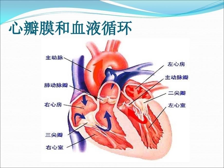 内科学-循环系统教学课件：心脏瓣膜病第八版_第5页