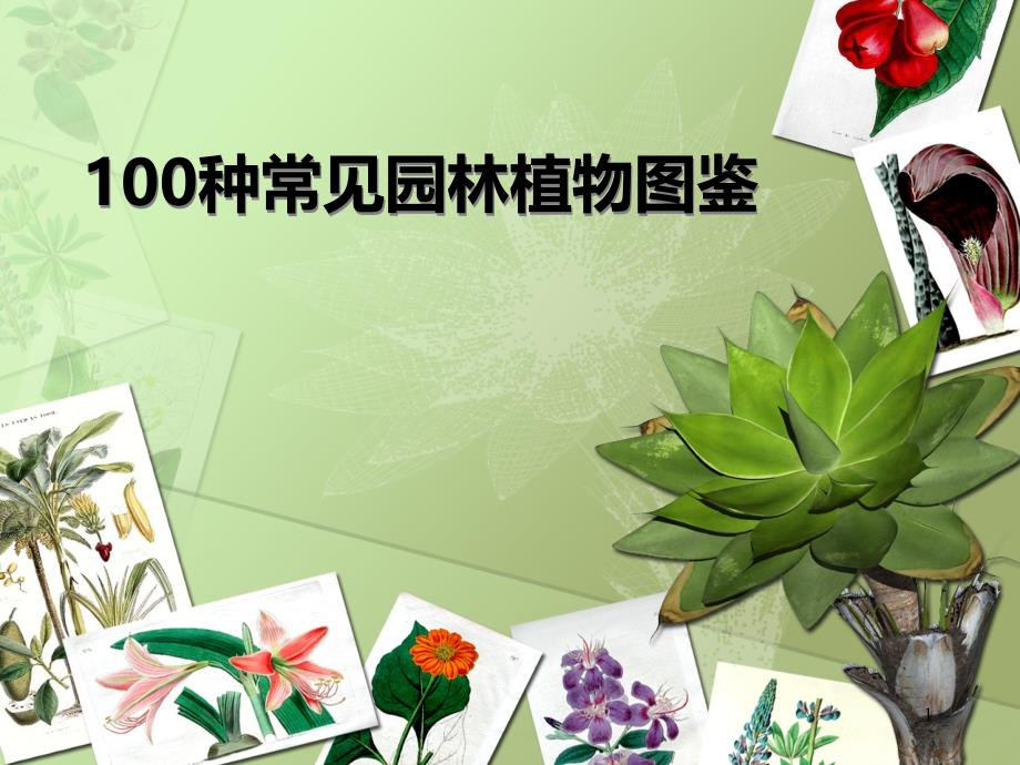 100种常见园林植物图鉴课件_第1页