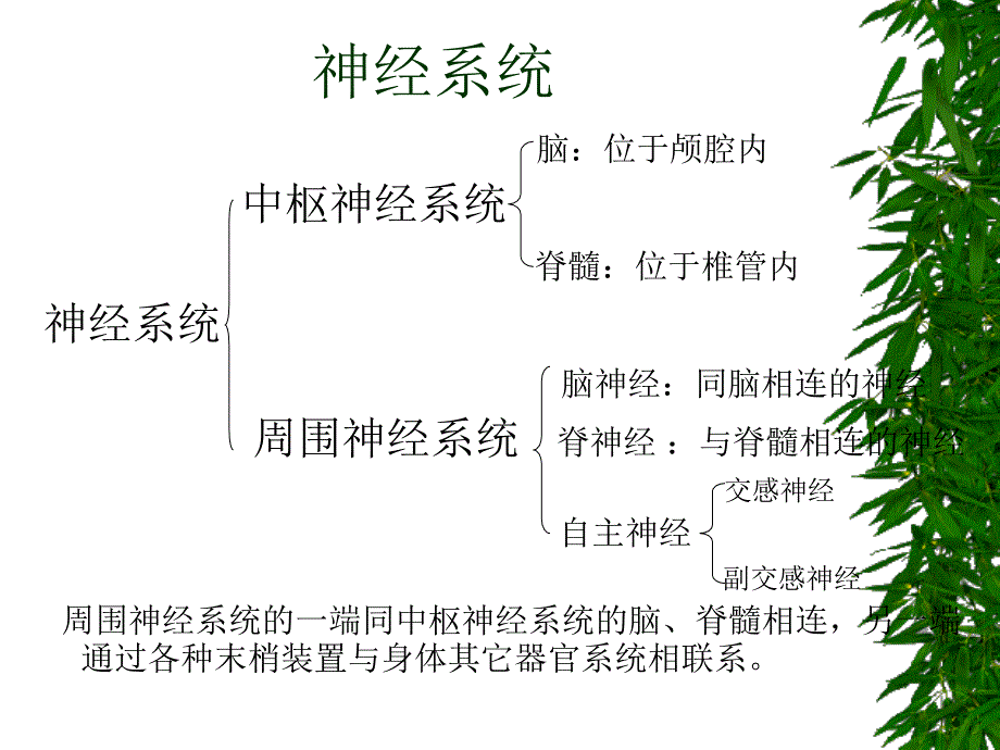 第二章幼儿的生长发育及健康评价_第1页