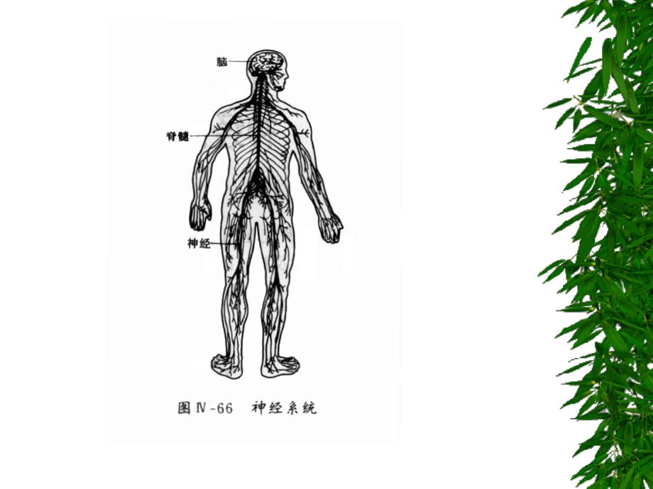 第二章幼儿的生长发育及健康评价_第2页