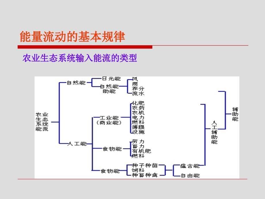 《生态系统的能量流》PPT课件_第5页